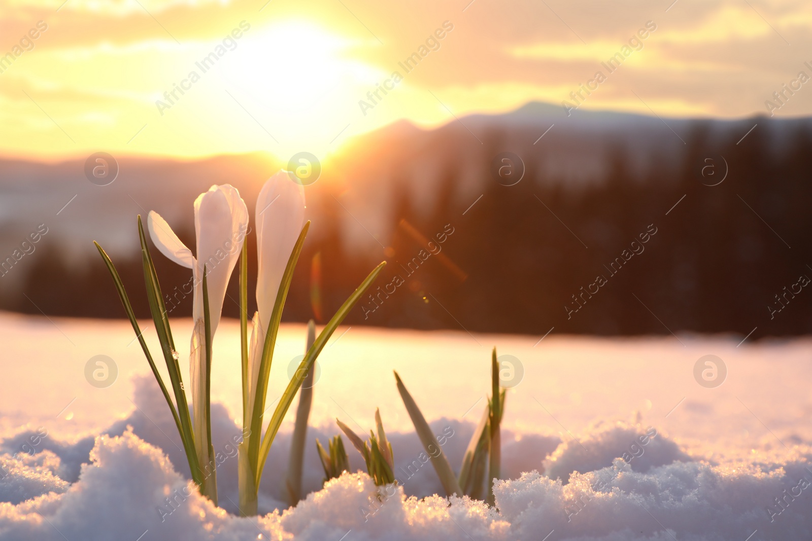 Photo of Beautiful crocuses growing through snow, space for text. First spring flowers