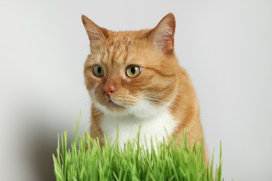 Cute ginger cat and green grass near light grey wall