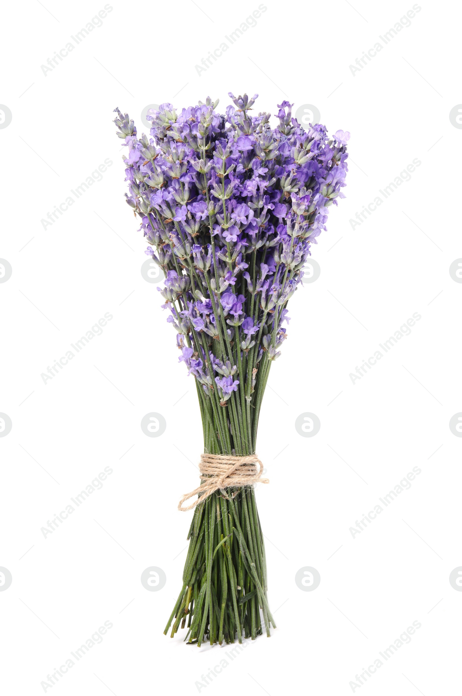 Photo of Bouquet of beautiful lavender flowers isolated on white