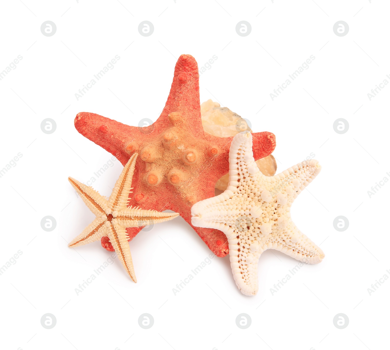 Photo of Many beautiful sea stars (starfishes) isolated on white