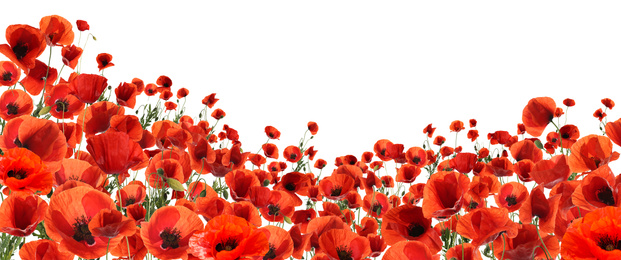 Image of Beautiful red poppy flowers on white background. Banner design