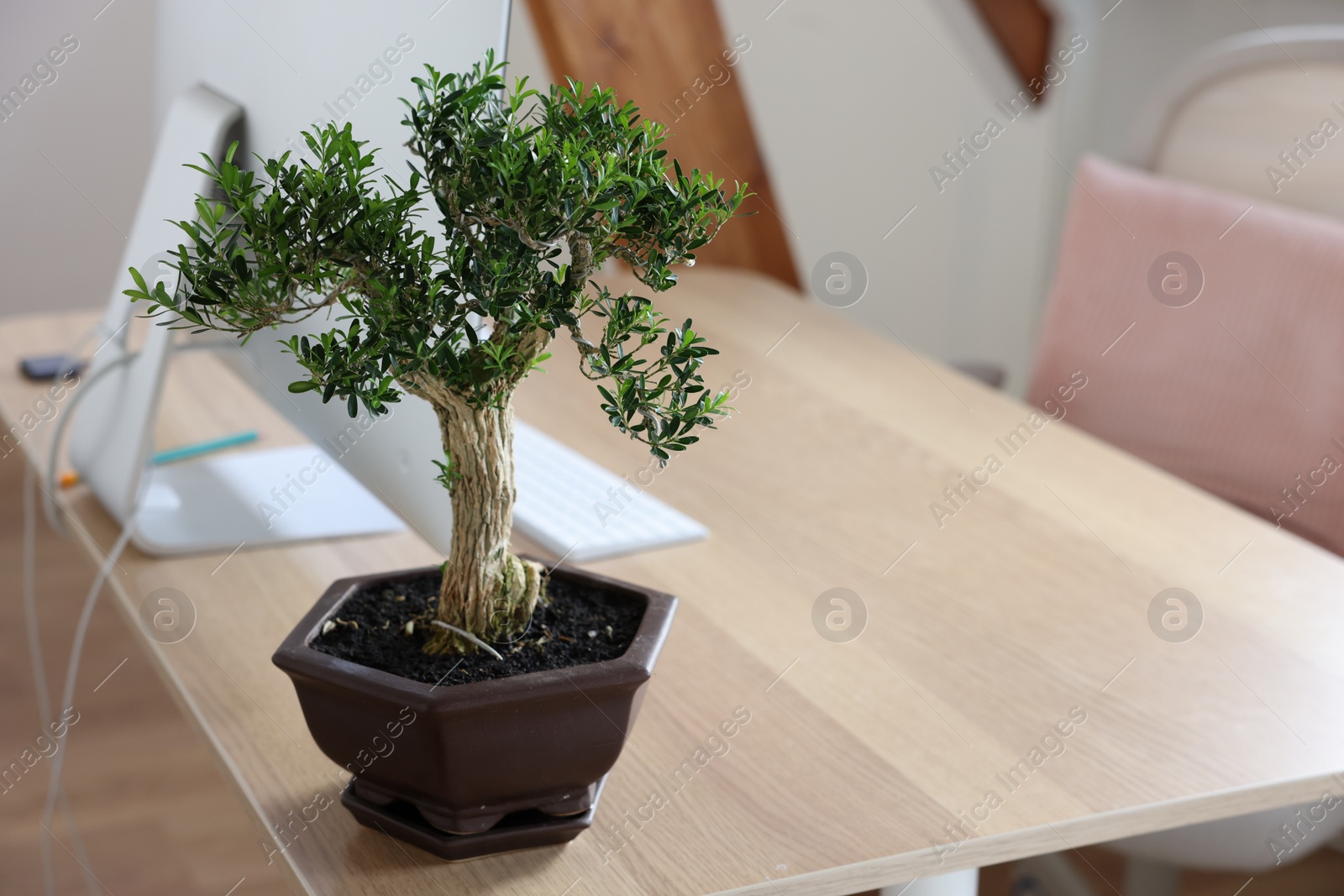 Photo of Beautiful bonsai tree in pot on wooden table indoors, space for text