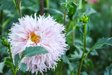 Beautiful blooming pink dahlia flower in green garden, closeup