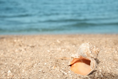 Photo of Beautiful shell on sand near sea, space for text. Beach object