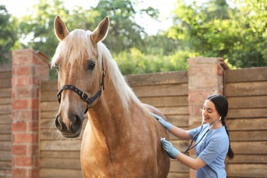 Photo of Veterinarian listening to horse with stethoscope outdoors. Pet care