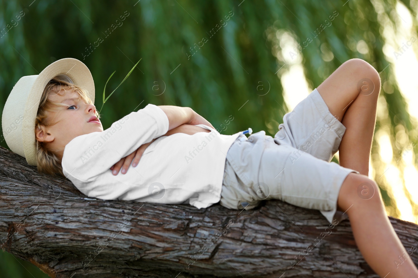 Photo of Cute little boy on tree outdoors. Child spending time in nature