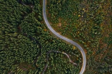 Image of Aerial view of beautiful forest and empty road on autumn day