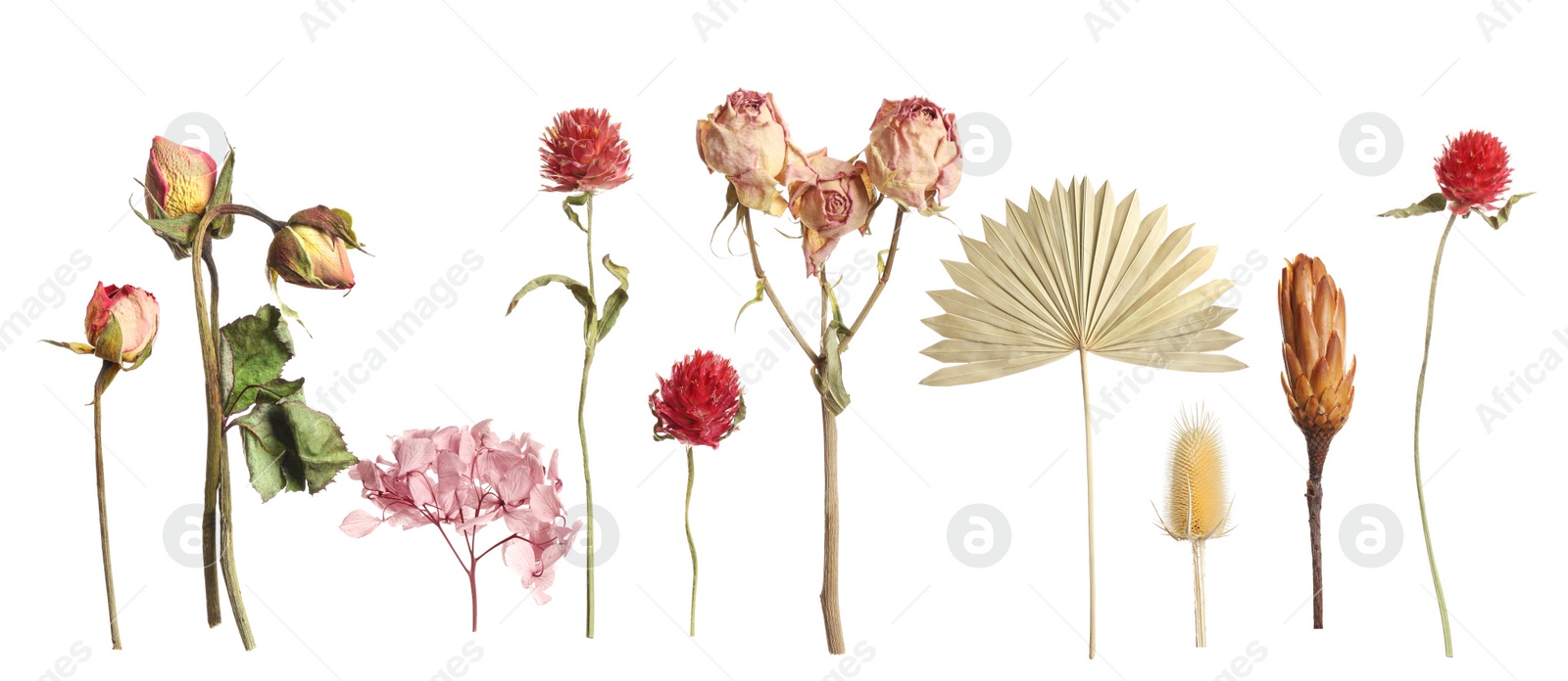 Image of Set with beautiful dry flowers on white background, banner design