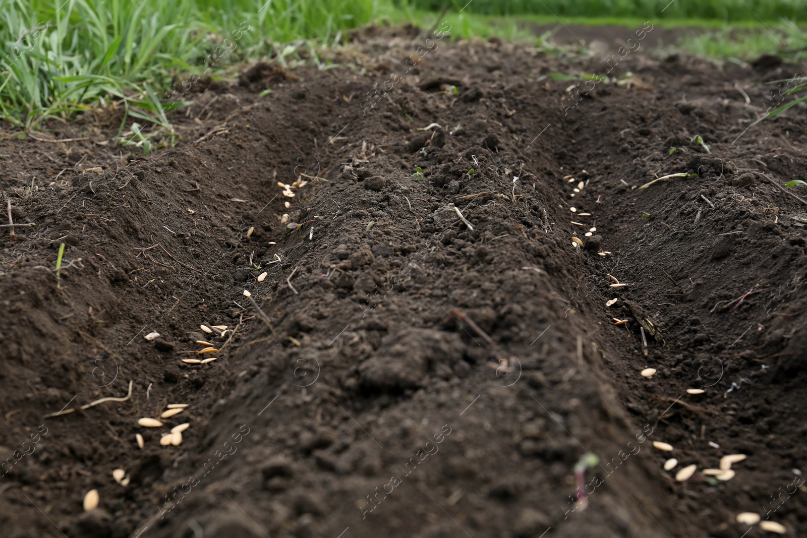 Photo of Cucumber seeds in fertile soil. Vegetables growing