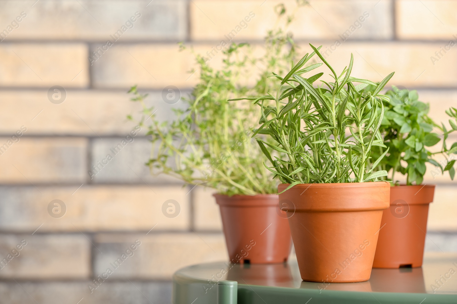 Photo of Pots with fresh rosemary on table against brick wall