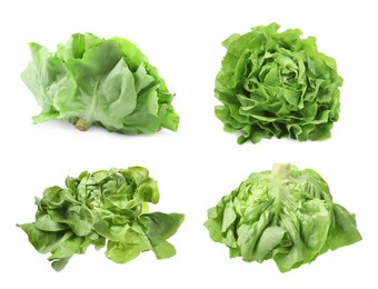 Image of Set of fresh butterhead lettuce on white background, different views