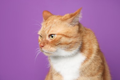 Cute ginger cat on purple background. Adorable pet