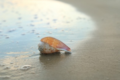 Photo of Beautiful seashell on sandy beach in morning