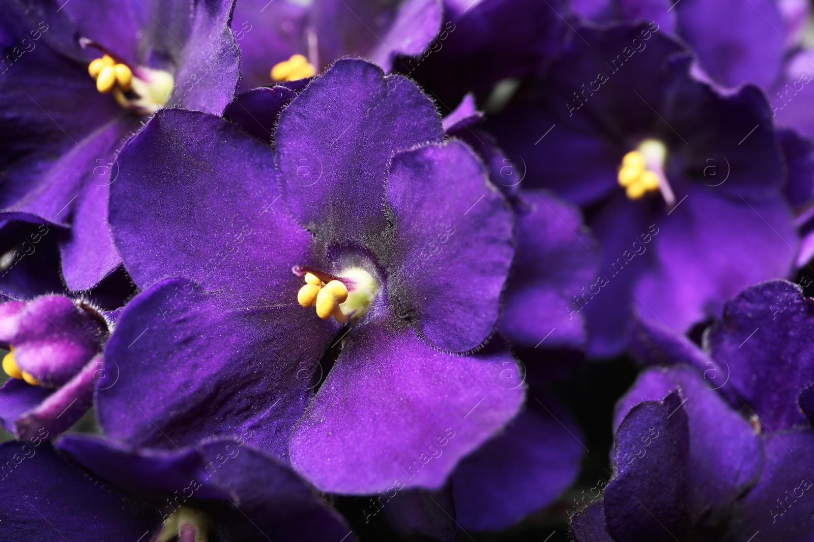 Photo of Beautiful violet flowers as background, closeup. Plant for house decor