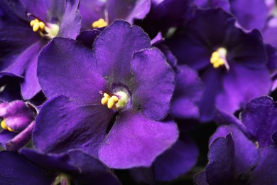 Photo of Beautiful violet flowers as background, closeup. Plant for house decor