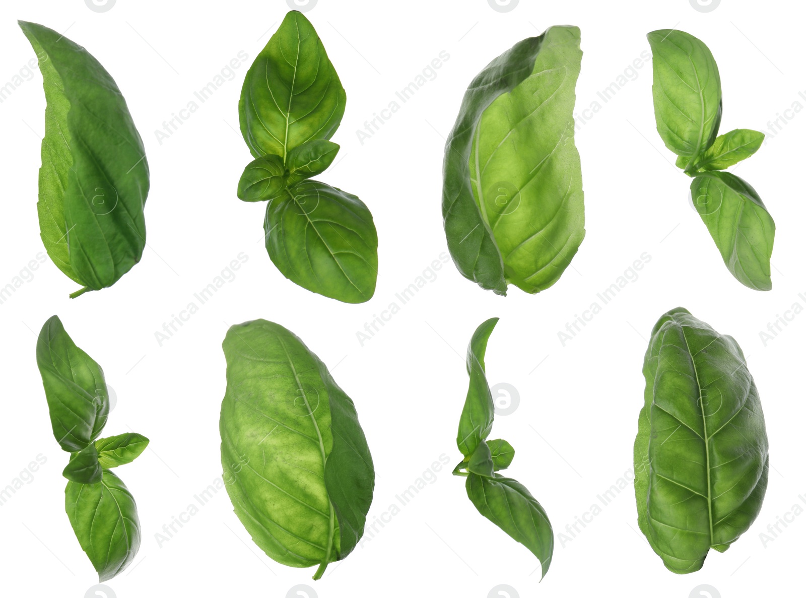 Image of Fresh green basil leaves on white background