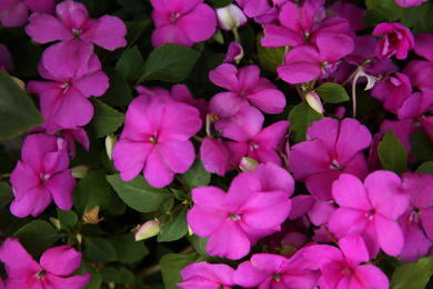 Closeup view of beautiful petunia flowers. Potted plant