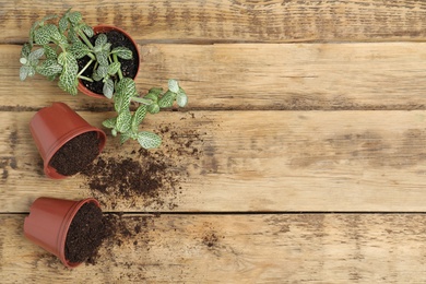 Photo of Flat lay composition with soil and pots on wooden table, space for text. Gardening season