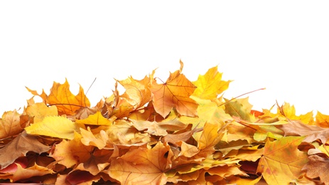 Photo of Heap of autumn leaves on white background