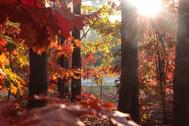 Photo of Picturesque view of forest with trees on sunny day. Autumn season