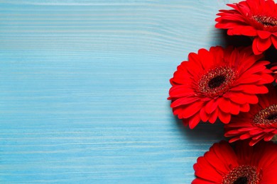 Photo of Beautiful bright gerbera flowers on light blue wooden background, top view. Space for text