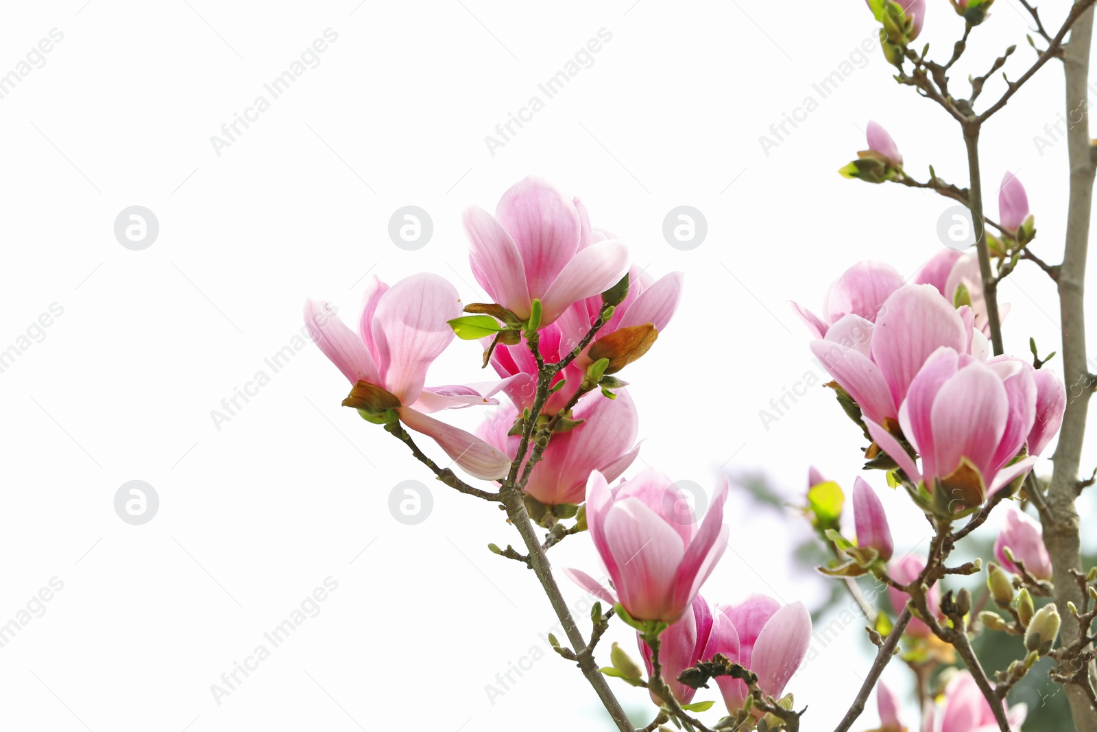 Photo of Beautiful magnolia blossoms on spring day