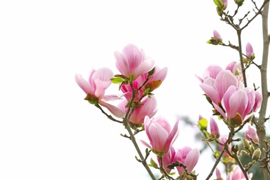 Photo of Beautiful magnolia blossoms on spring day