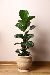 Photo of Beautiful ficus plant in pot on floor indoors. House decor