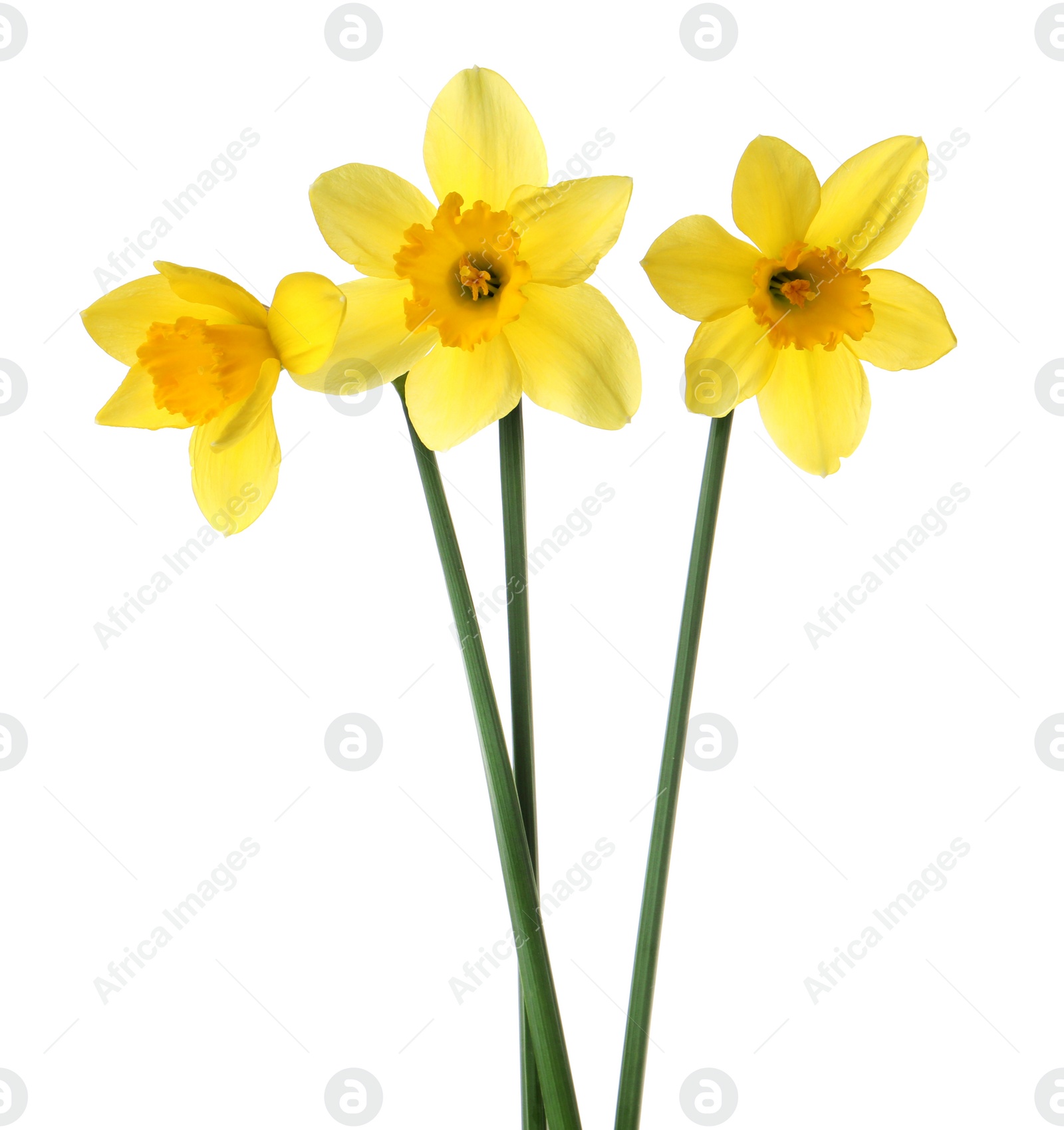 Photo of Beautiful blooming yellow daffodils on white background