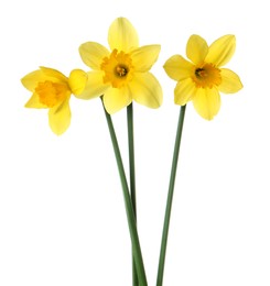 Beautiful blooming yellow daffodils on white background