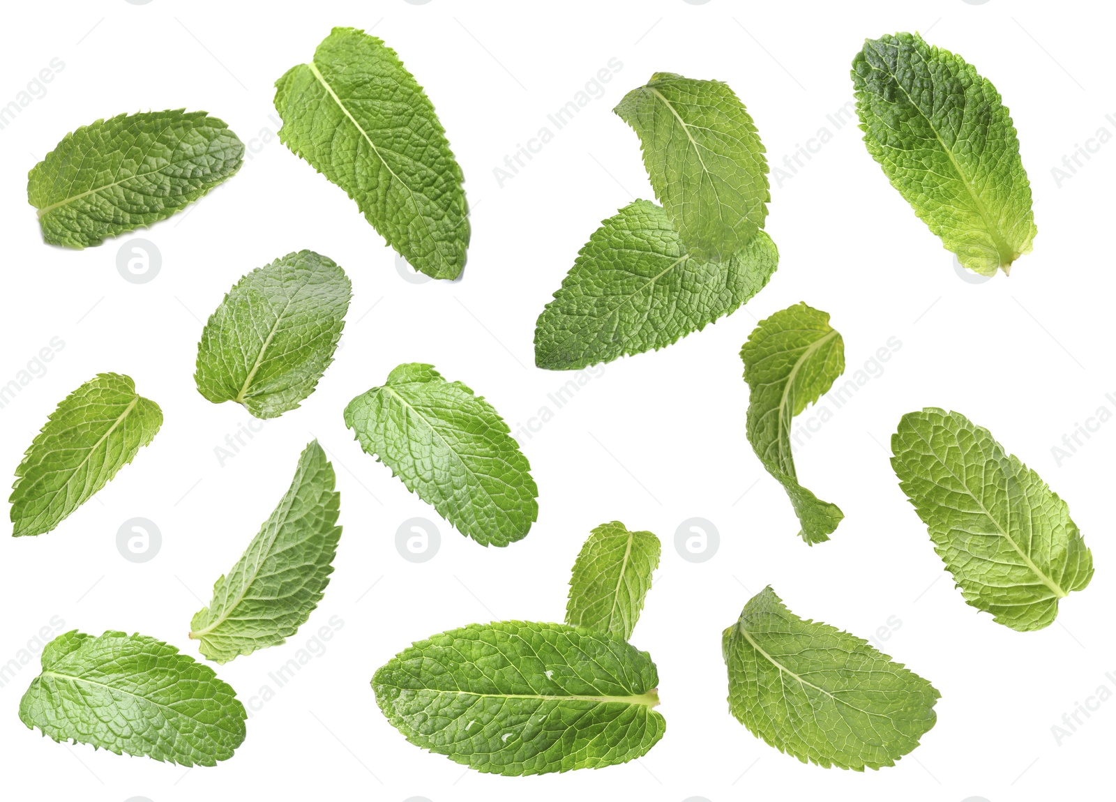 Image of Set of flying green mint leaves on white background