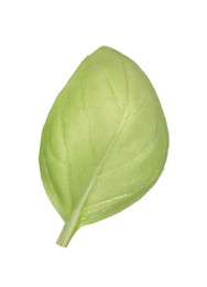 One green basil leaf isolated on white