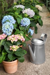 Photo of Watering can and beautiful blooming hortensia plants in pots outdoors