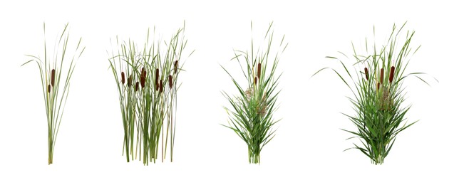 Image of Set with beautiful green reed on white background. Banner design