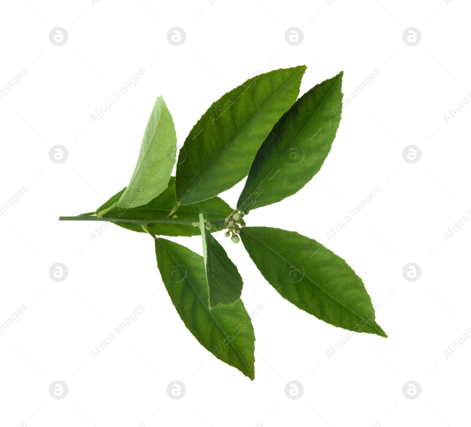 Photo of Fresh twig with green citrus leaves isolated on white