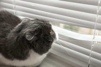 Photo of Cute fluffy cat looking through window blinds, space for text