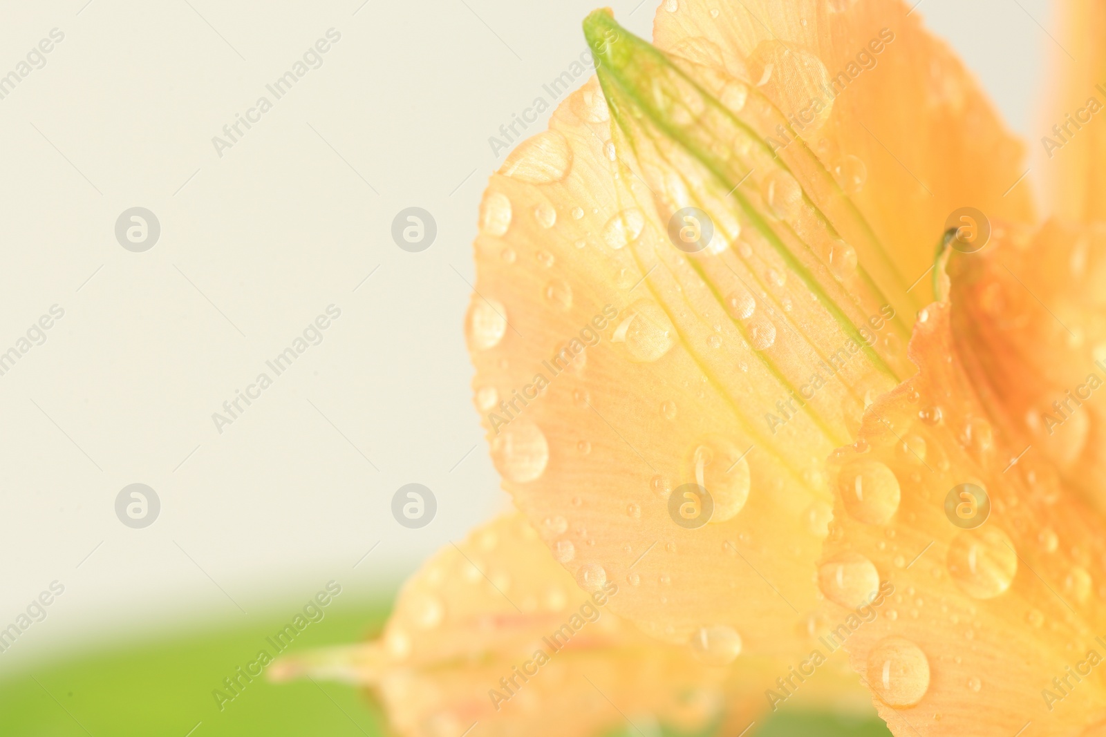 Photo of Beautiful flower with water drops on blurred background, macro view. Space for text