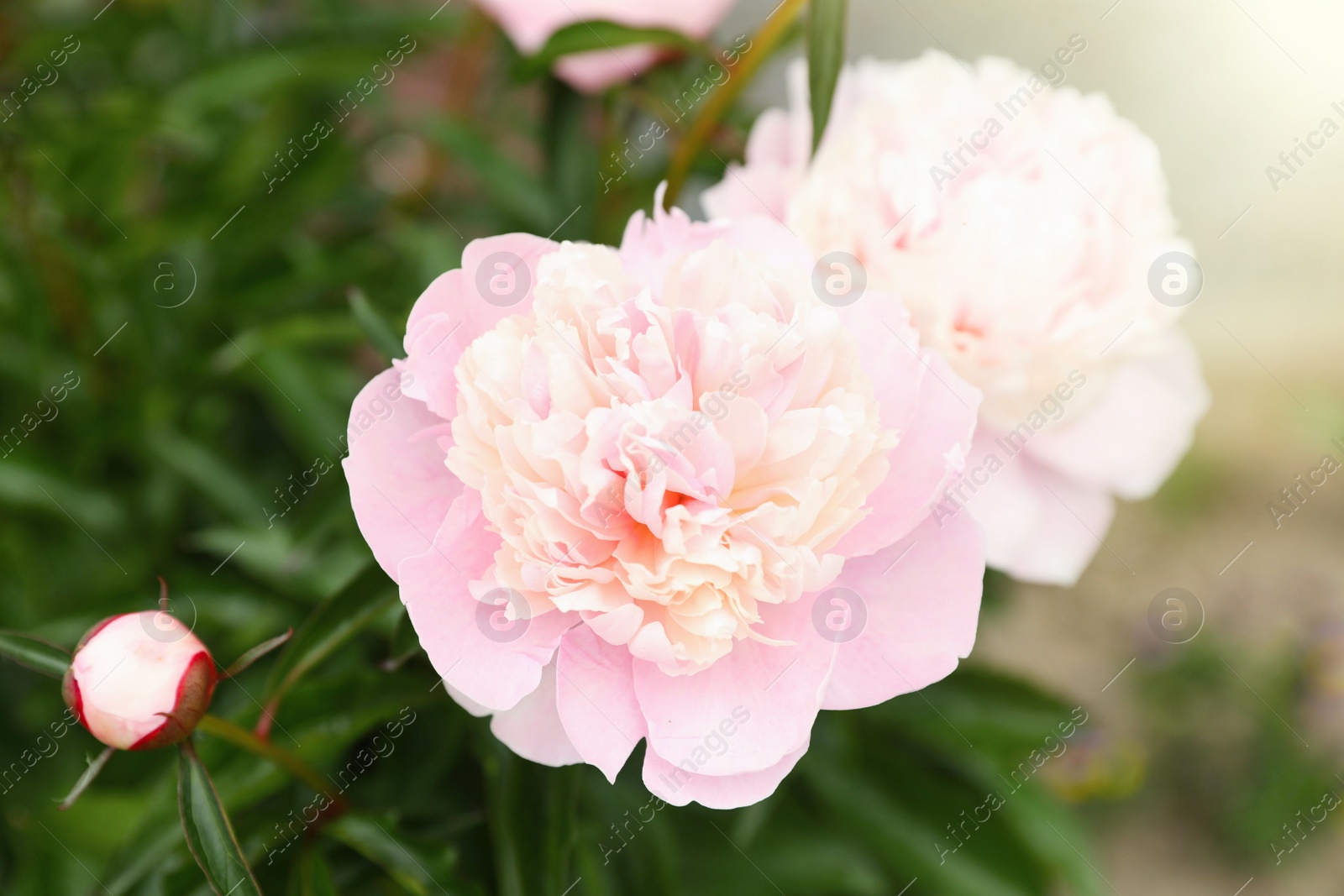 Photo of Beautiful blooming pink peony flowers in garden, closeup