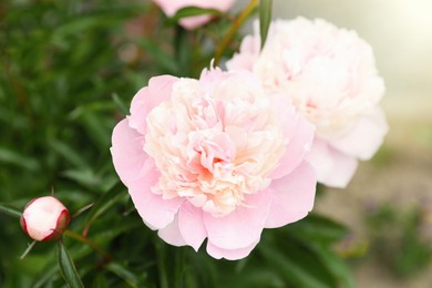 Beautiful blooming pink peony flowers in garden, closeup