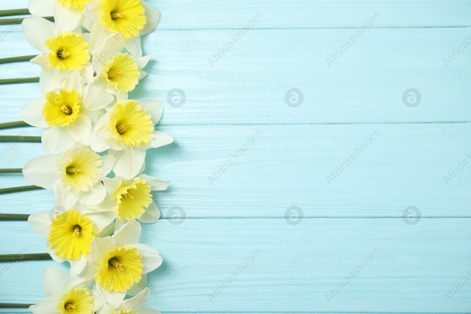 Photo of Flat lay composition with daffodils and space for text on wooden background. Fresh spring flowers