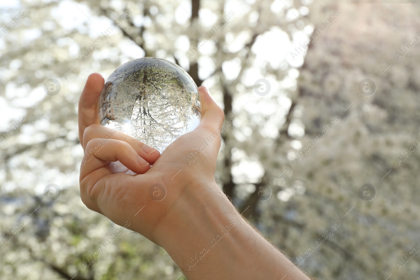 Photo of Beautiful tree with white blossoms outdoors, overturned reflection. Man holding crystal ball in spring garden, closeup. Space for text