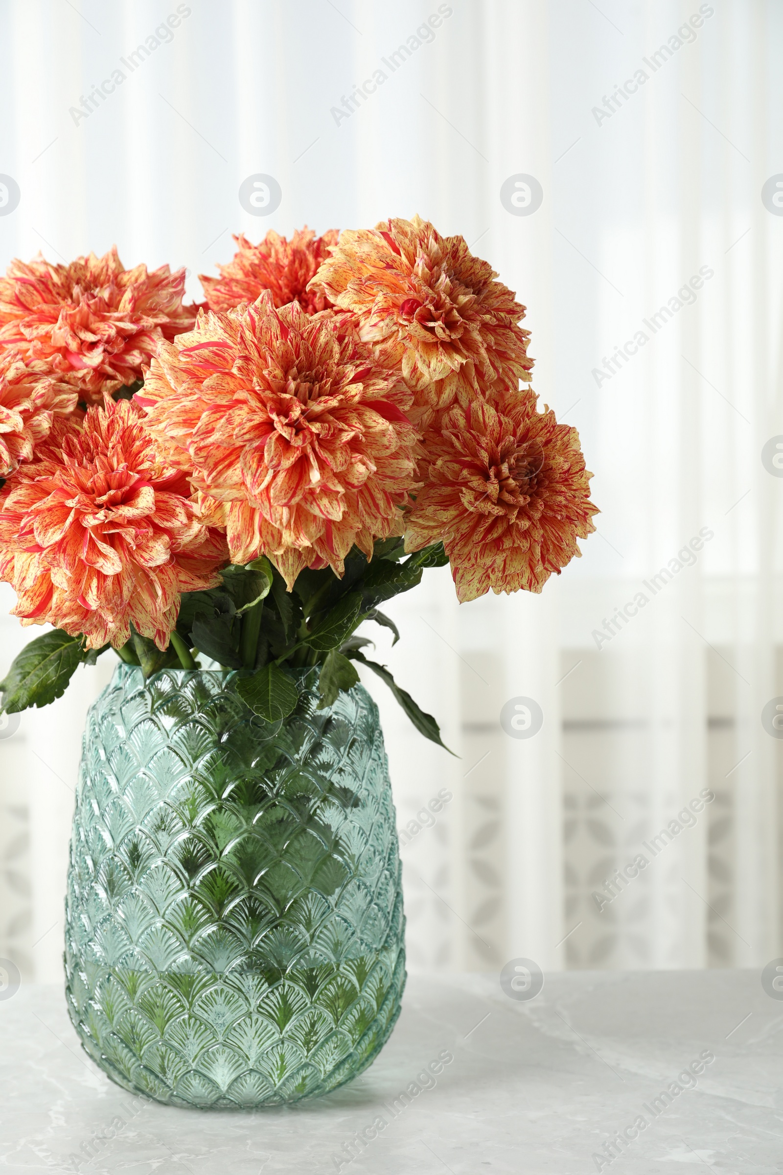 Photo of Beautiful coral dahlia flowers in vase on table indoors