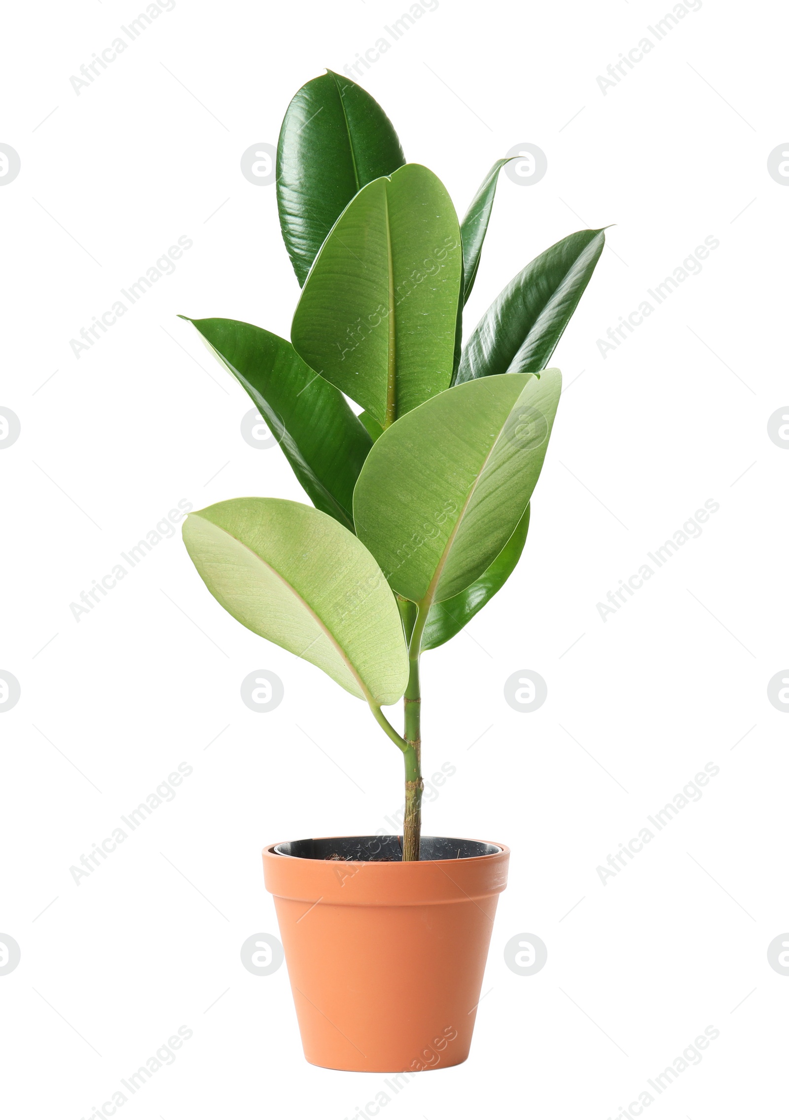 Photo of Beautiful rubber plant in pot on white background. Home decor