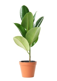 Photo of Beautiful rubber plant in pot on white background. Home decor