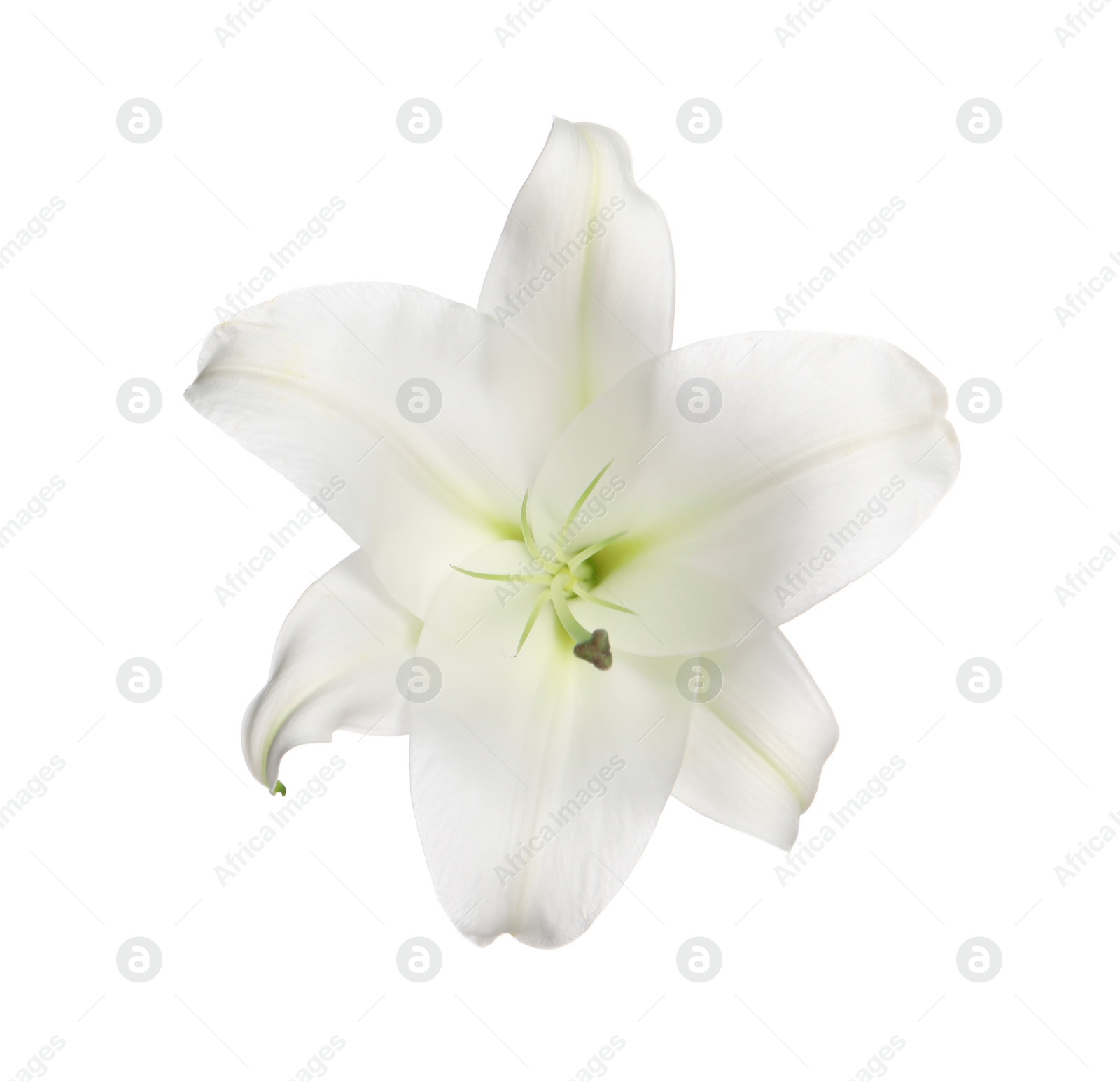 Photo of Beautiful fresh lily flower isolated on white