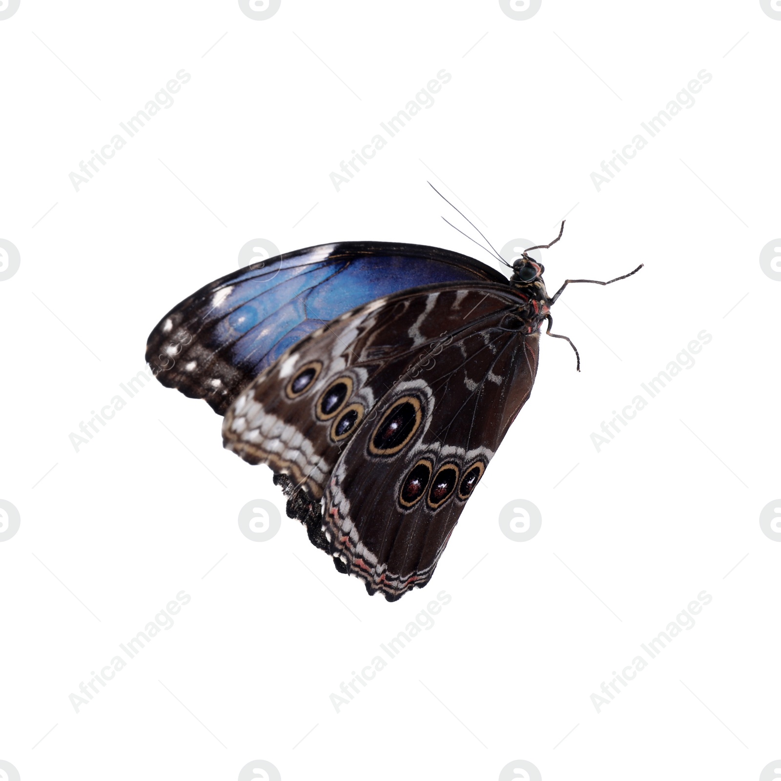 Photo of Beautiful common morpho butterfly isolated on white