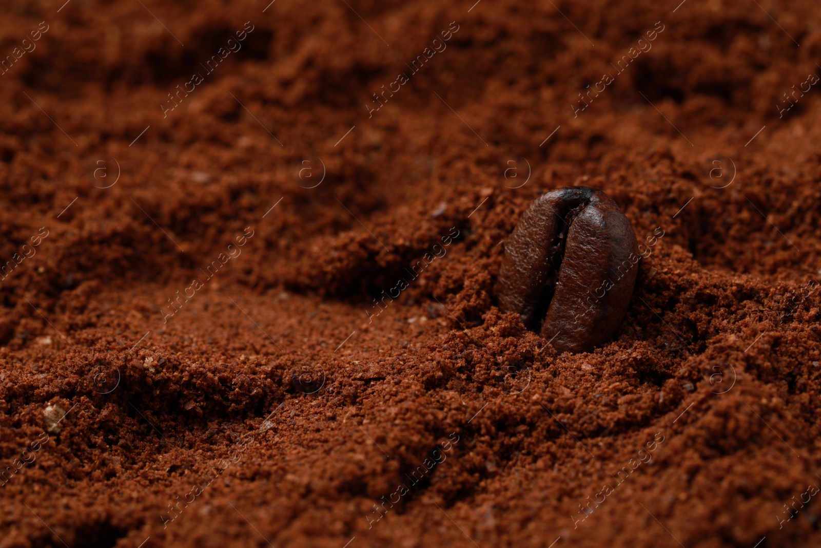 Photo of Roasted bean on ground coffee, closeup. Space for text