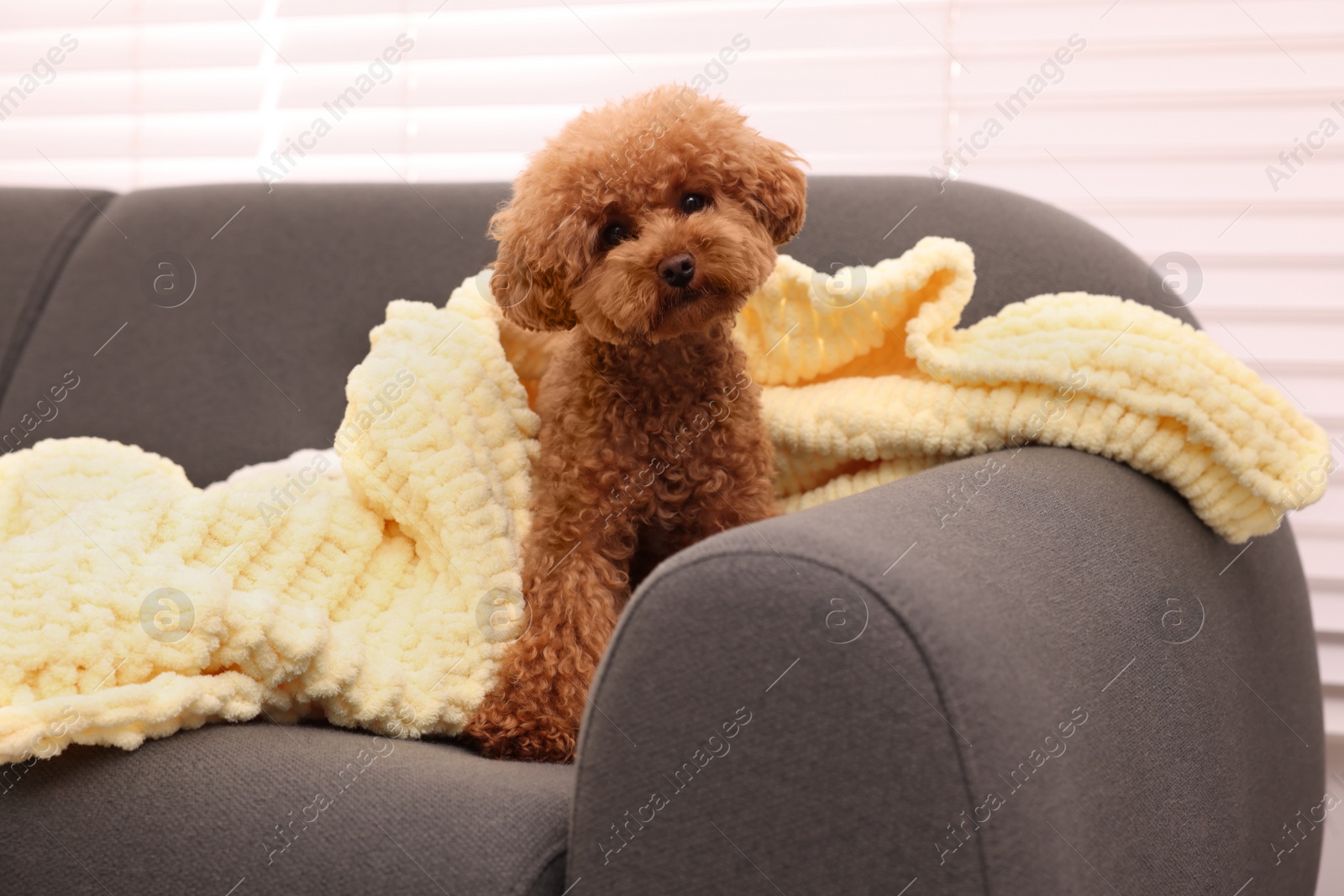 Photo of Cute Maltipoo dog covered with plaid on sofa indoors. Lovely pet