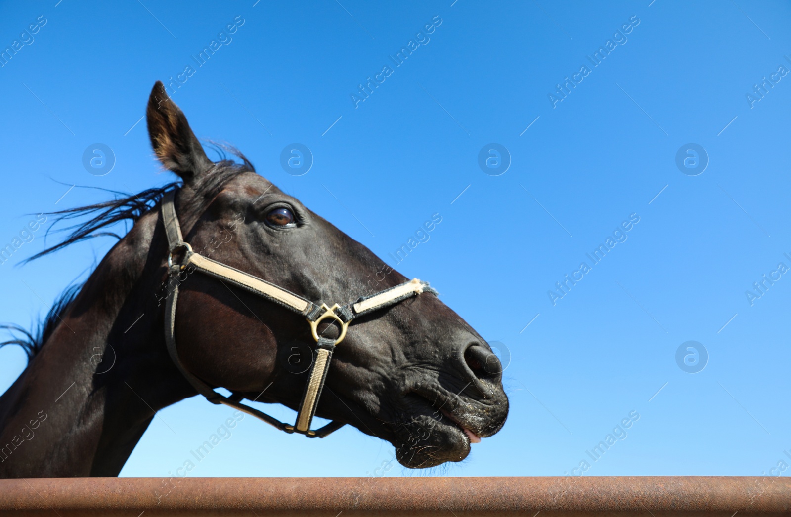 Photo of Dark horse at fence outdoors on sunny day, closeup. Beautiful pet