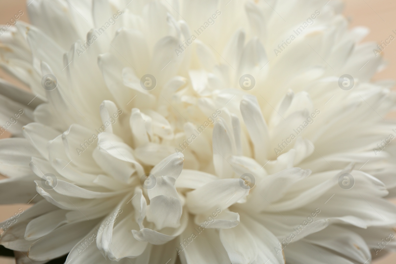 Photo of Beautiful white aster as background, closeup. Autumn flower